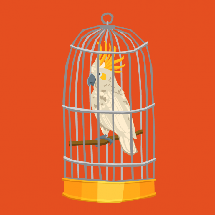 parrot-cage-730x730