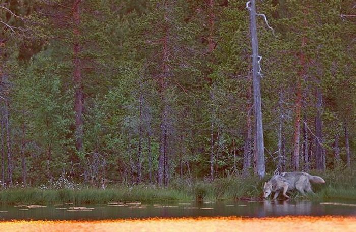 Красивая подборка фотографий животных и природы (67 фото)