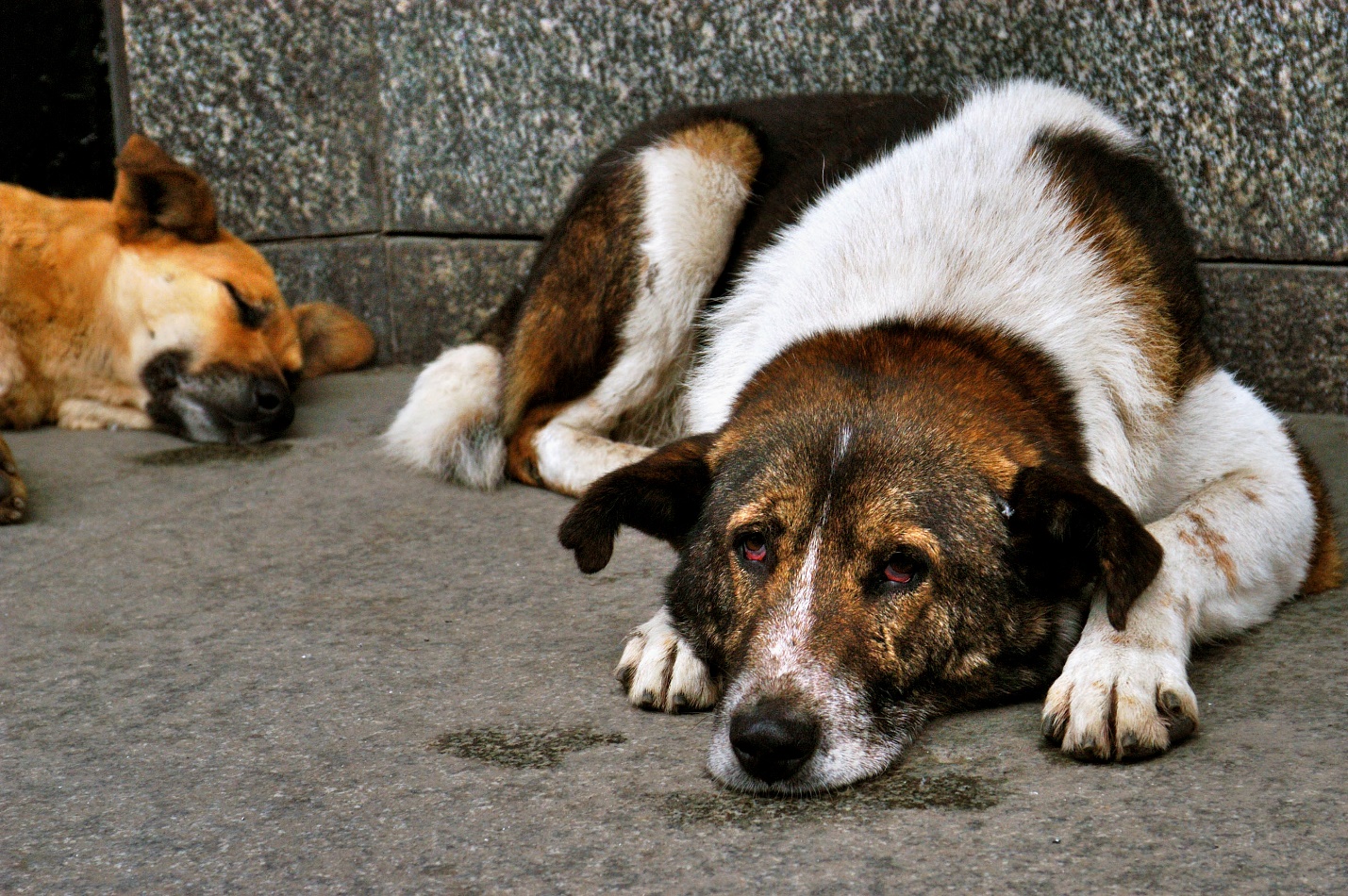 Глава Томска поддержал изменения в закон об отлове бродячих собак