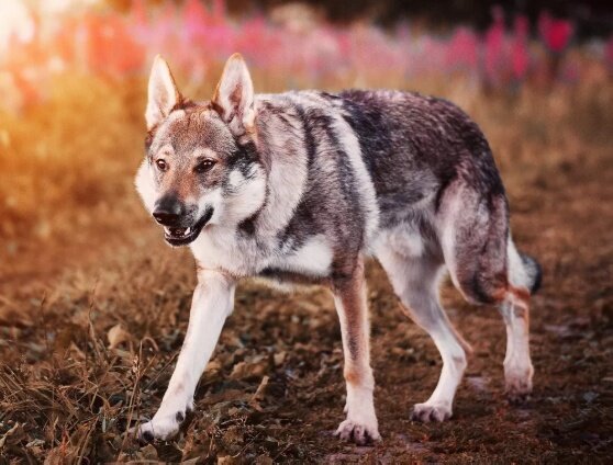 Спасая хозяина, пекинес повис на ухе страшного врага 