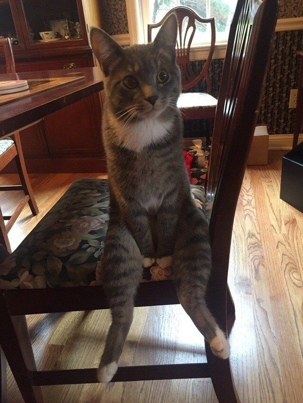 Животные, которые заставят вас улыбнуться