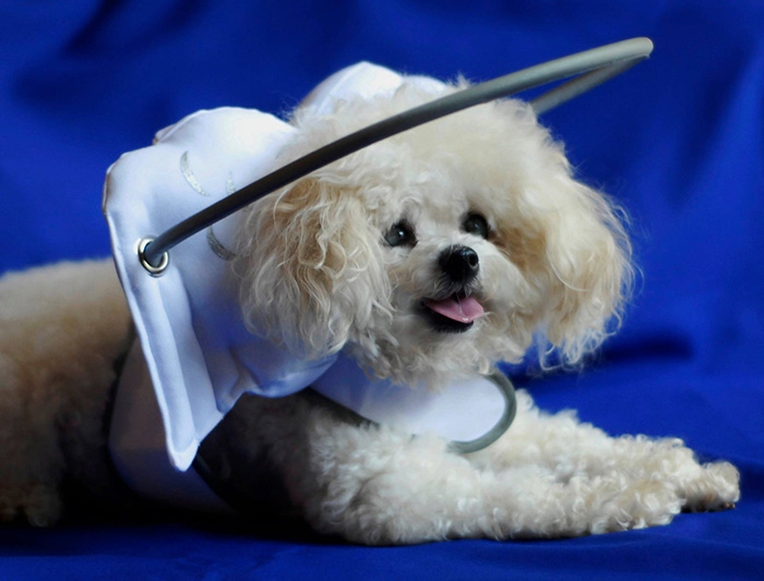 "Ангельская" защита для слепых собак защита, слепота, собаки