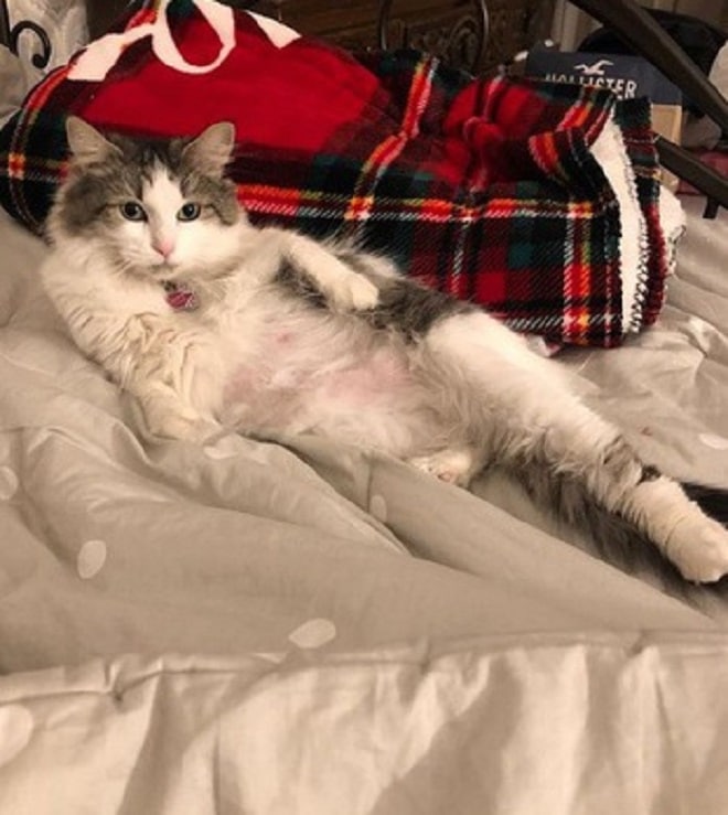 Бездомная кошечка родила котят и исчезла, и никто не знал, где она теперь 