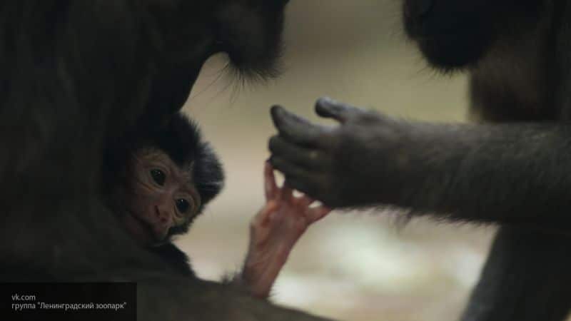 Ученые выяснили, что обезьяны способны решать проблемы "по-человечески"