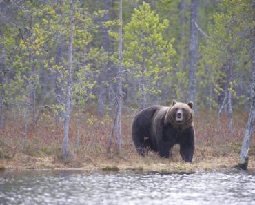 Мой кум Михалыч работает егерем: «С юмором у немцев оказалось совсем плохо»