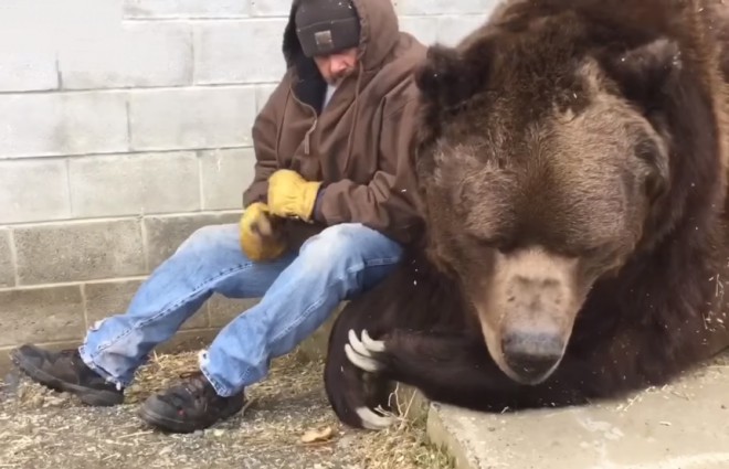 Лесоруб обнял и утешил огромного медведя Культура