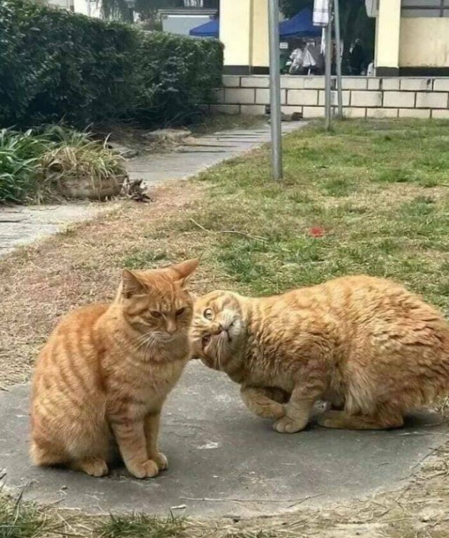 Очарование животных: моменты, которые заставляют улыбаться  