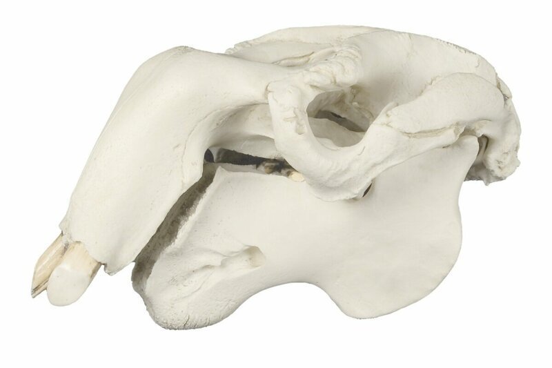 15 милых животных, чьи черепа как будто созданы для фильмов ужасов животные