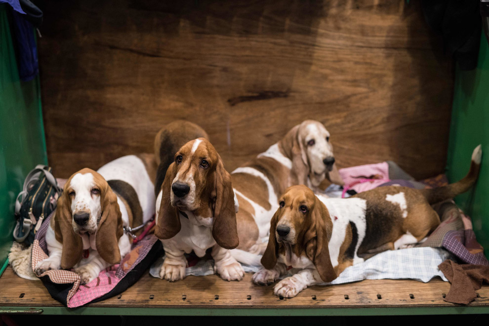 Crufts Dog Show 2018: как прошла крупнейшая в Европе выставка собак