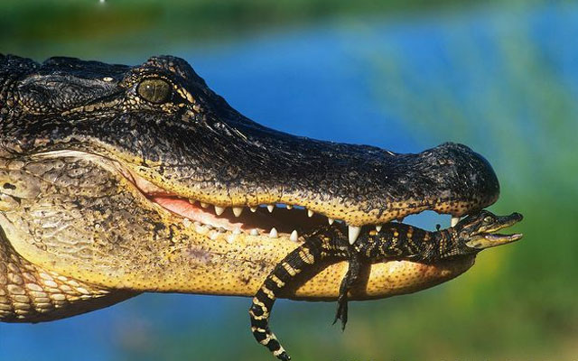 Лучше мамы среди животных