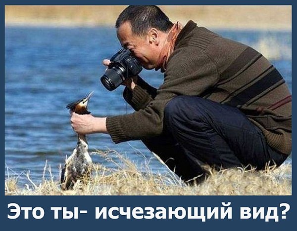 Подборка веселых надписей к фотографиям и картинкам картинки с надписями,смешные картинки,угарные фотки