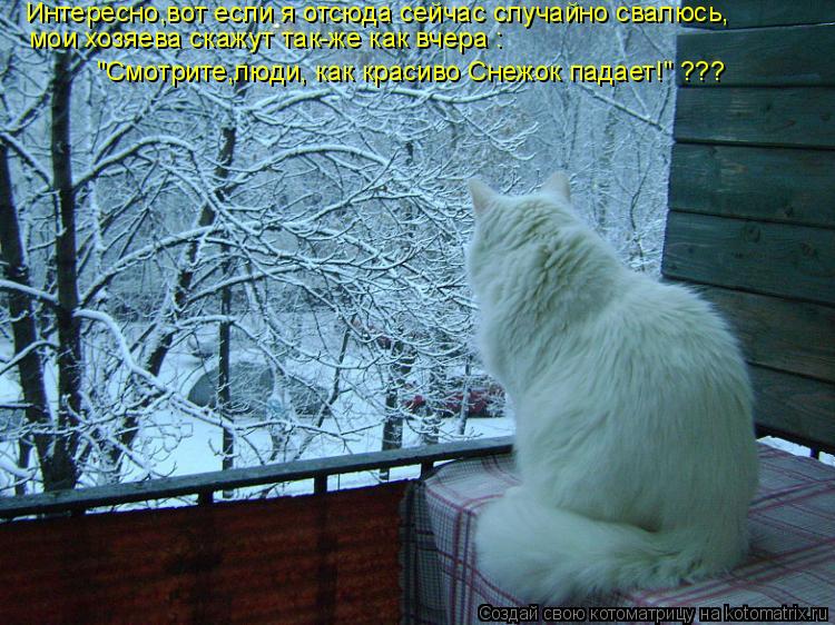 Сделай потеплее на улице. Зимние коты с надписями. Жду весну. Кот в снегу. Жду зиму.