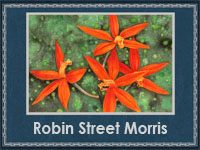 Robin Street Morris 
