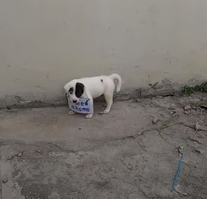 Щенок с табличкой