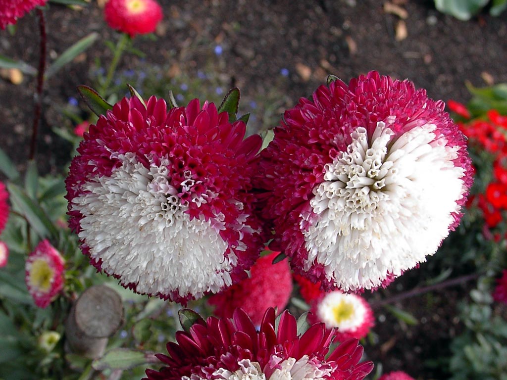 6 самых красивых цветов, которые украсят ваш осенний сад 6 самых красивых цветов, которые украсят ваш осенний сад дача,сад и огород,цветоводство,цветы