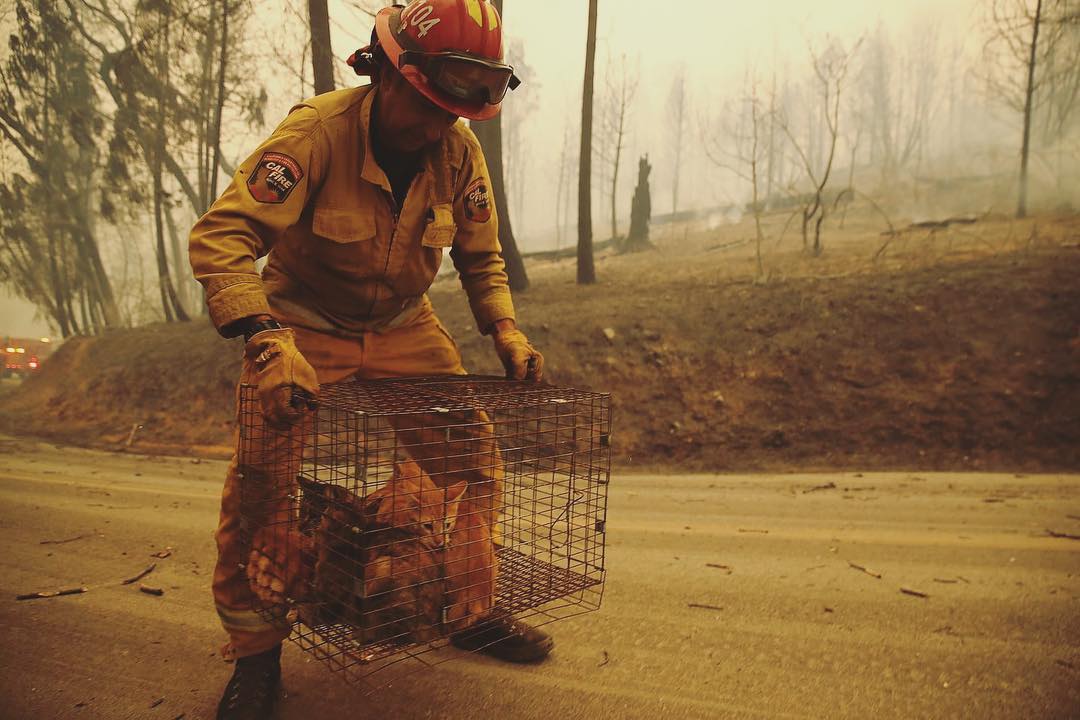 Самый сильный пожар за всю историю Калифорнии в фотографиях из соцсетей Самый сильный пожар за всю историю Калифорнии в фотографиях из соцсетей катастрофы