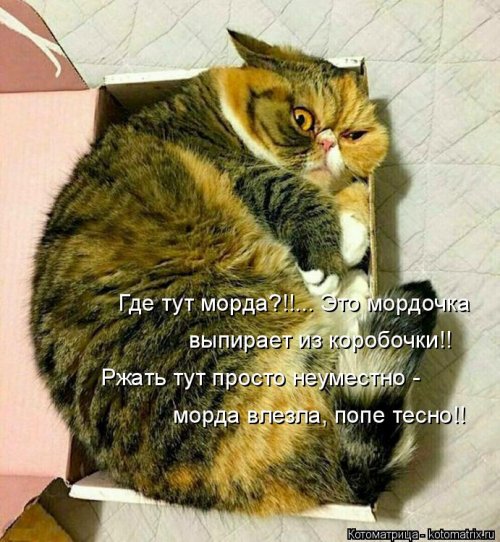 Свежая котоматрица (26 фото)