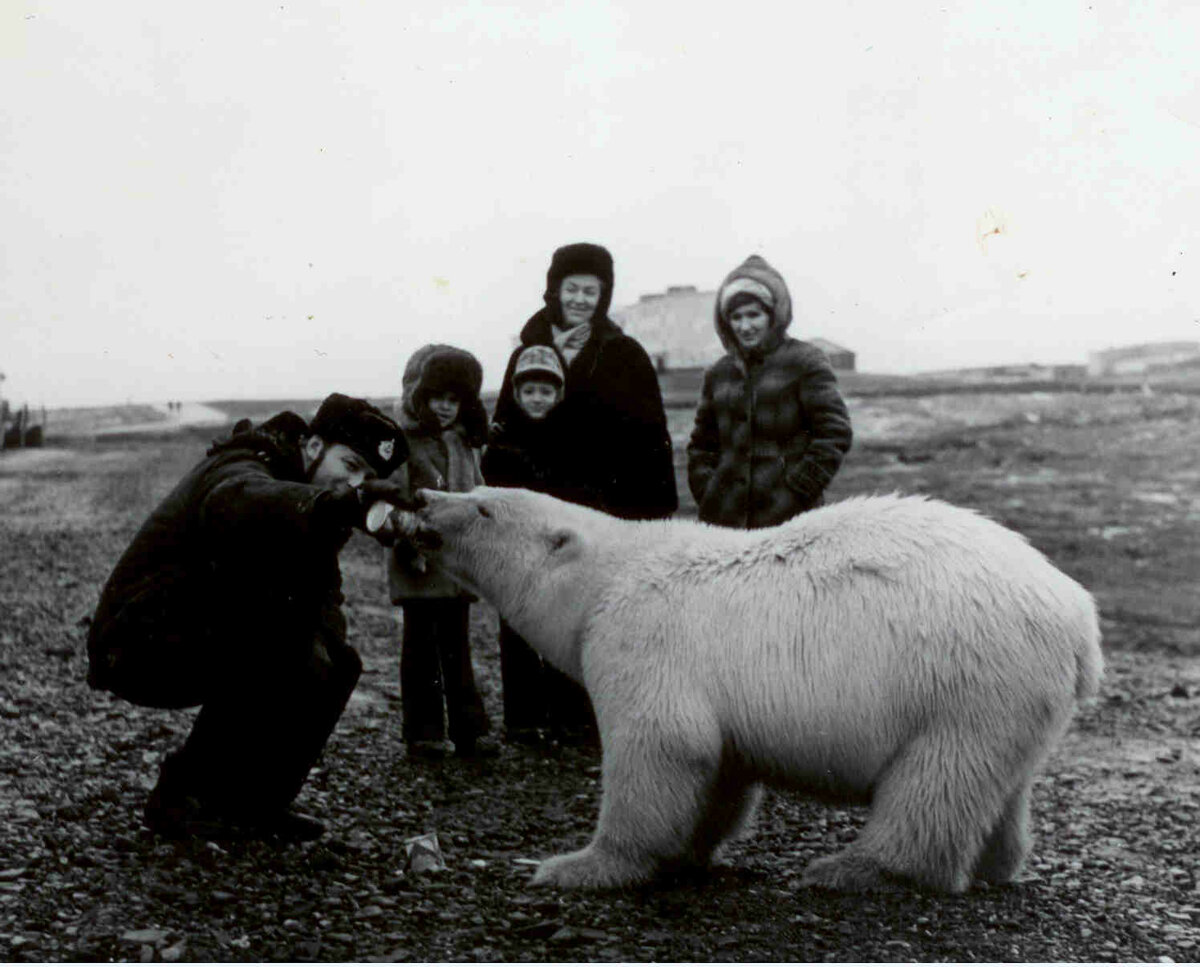 Почему я считаю, что эти фотографии не так милы, как кажется арктика,белые медведи,животные,интересные факты,природа