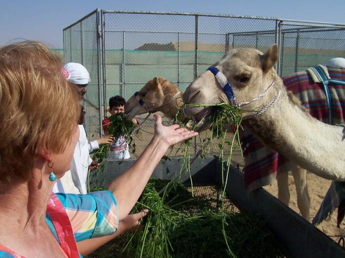 Что ест верблюд в пустыне и в зоопарке?