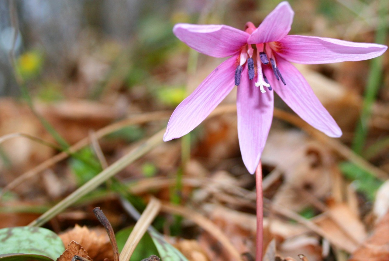 Кандык (Erythronium)