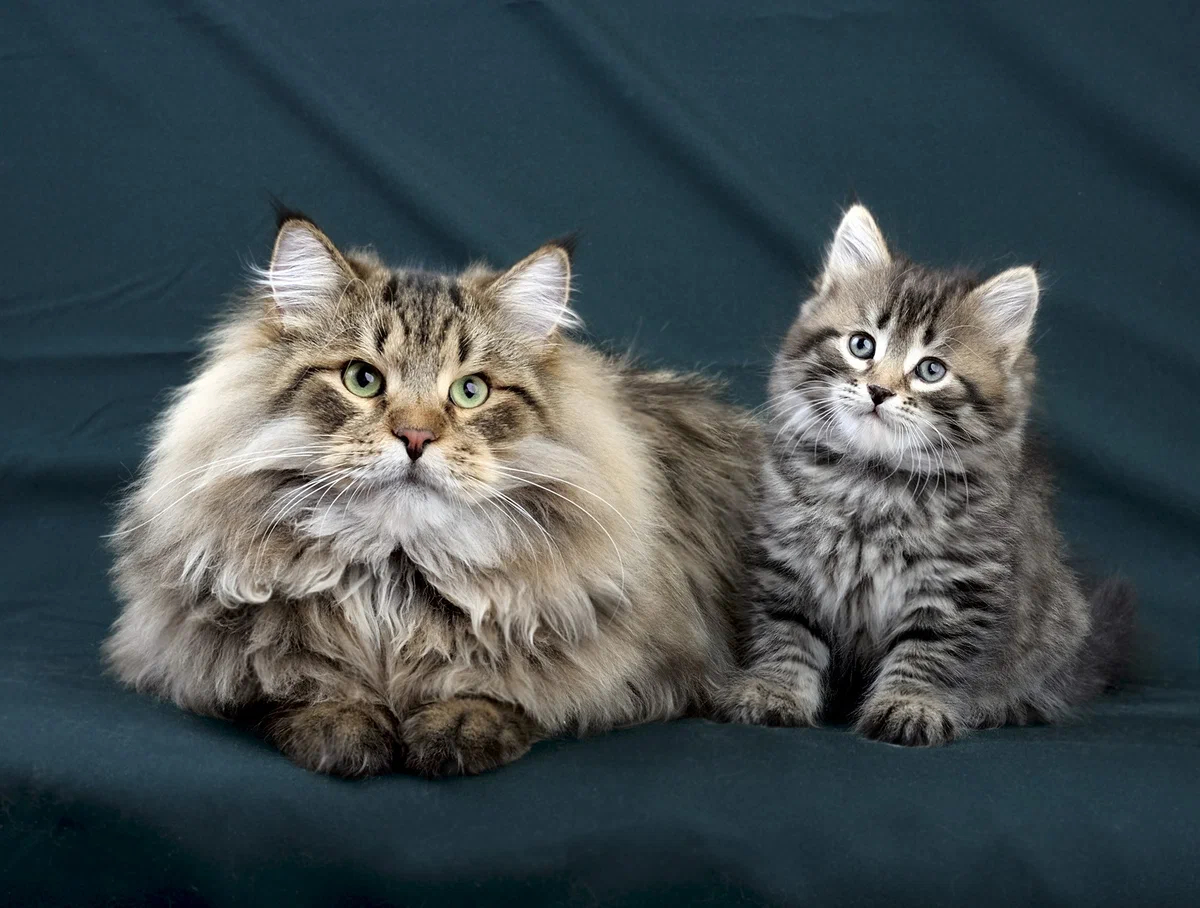 Кошки - мамочки 