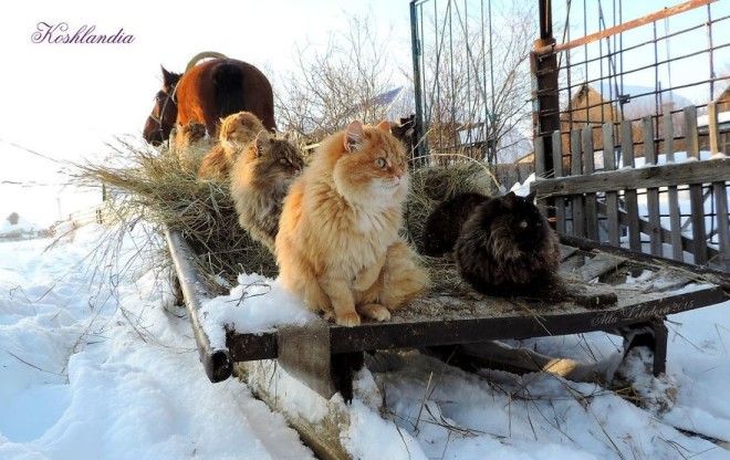 Siberian Cat