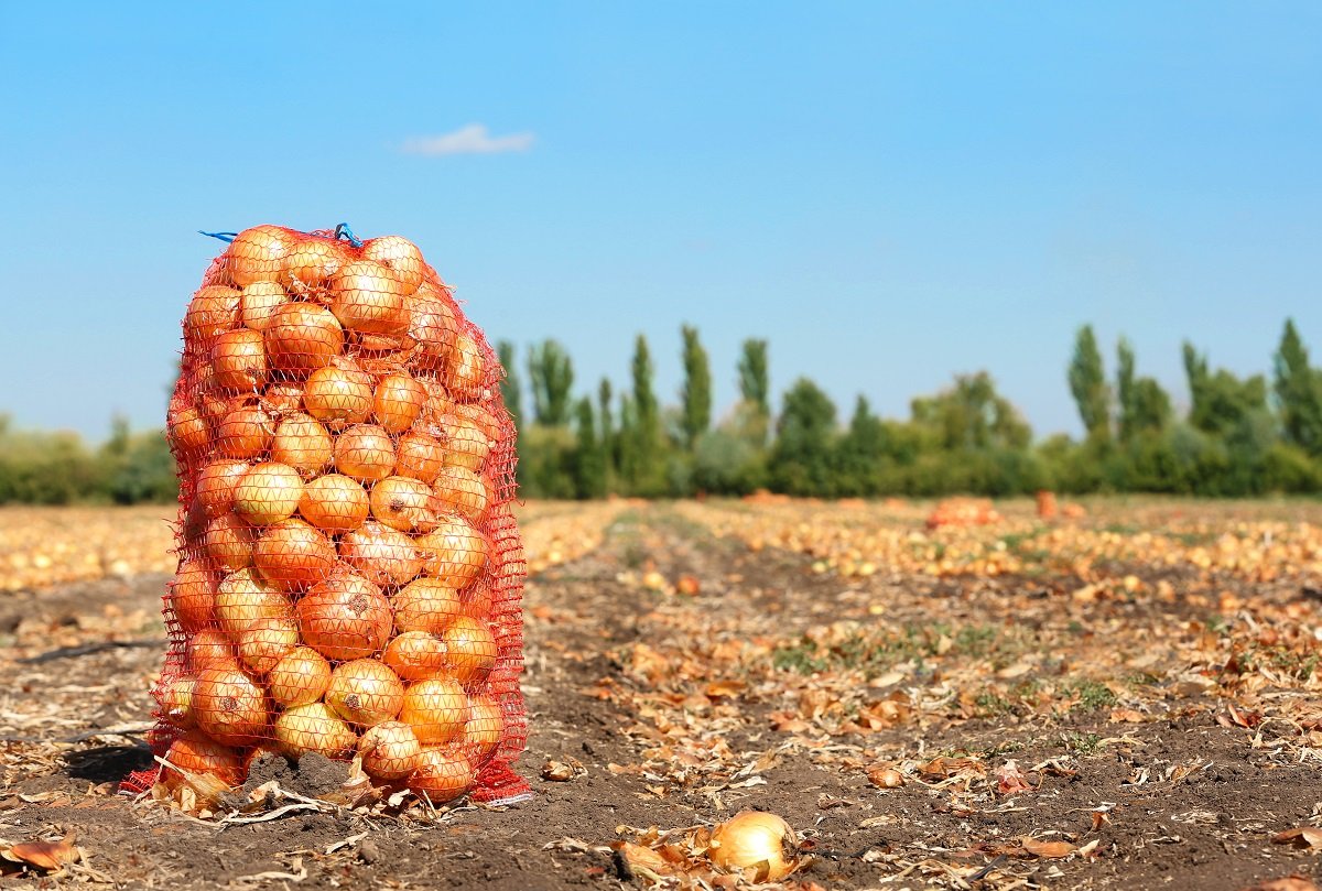 Фото лук в сетке