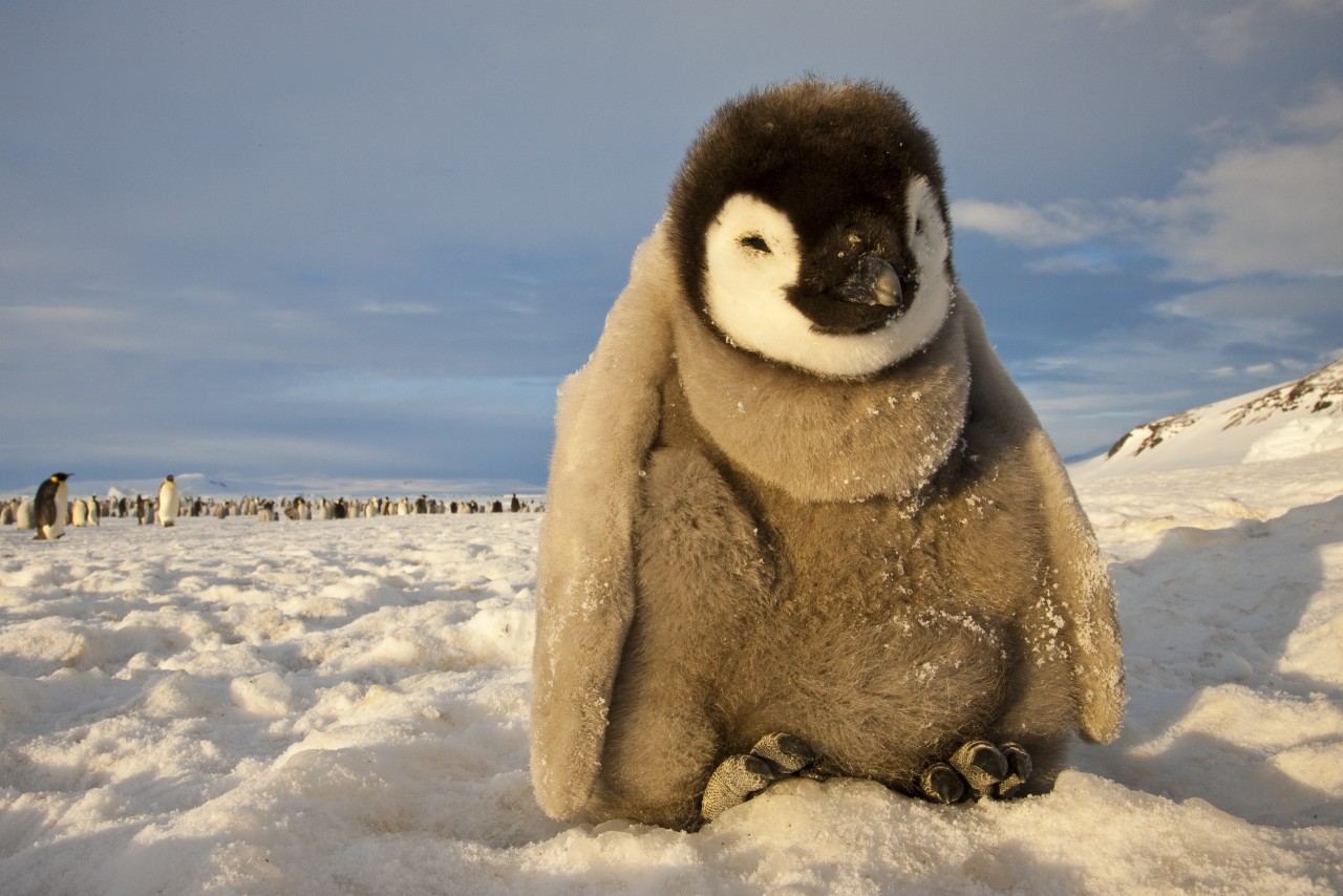 Картинки по запросу (Paul Nicklen)