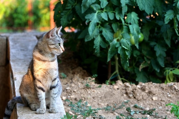 Как отвадить кошек от мест, им не предназначенных дача,домашние животные,сад и огород