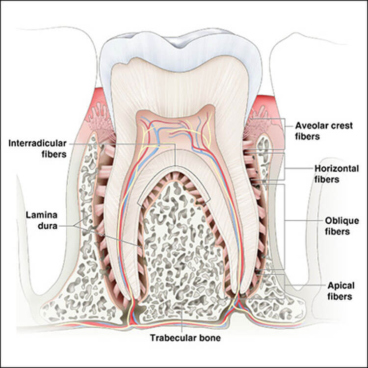 Как сохранить здоровье зубов: 8 советов восточной медицины  аюрведа,здоровье, зубы 