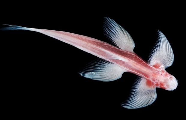 Один из видов пресноводных пещерных рыб из Тайваня, способных карабкаться по стенам, имеет много общего в строении тела с земноводными и рептилиями. Это открытие сделали в Институте технологий Нью-Джерси, и оно должно помочь учёным понять, как именно проходил процесс эволюции древнейших рыб в наземных четвероногих.