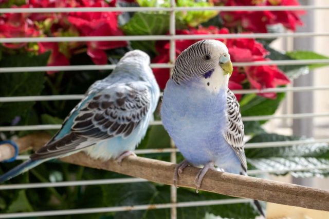 7 декоративных птичек, которые подойдут начинающим домашние животные,наши любимцы