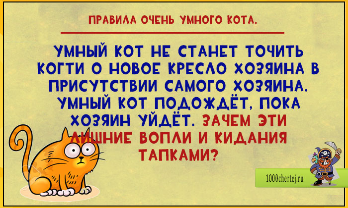 Цитаты от очень умного кота веселые картинки