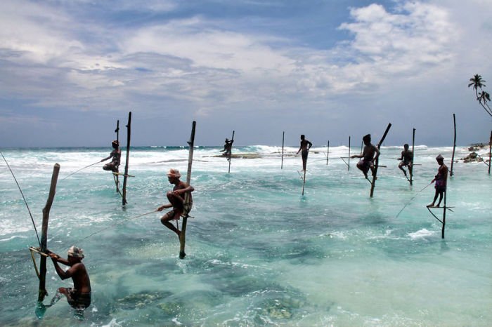 Рыбаки Анхагамы ловят рыбу на специальных палках помостах.