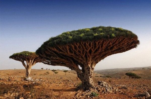 Самые удивительные деревья в мире деревья