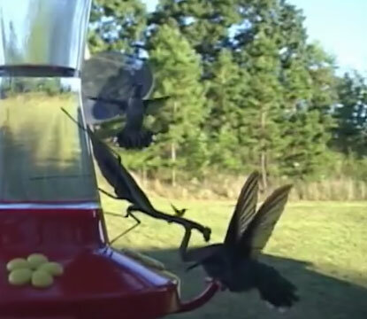 10 самых ненормальных животных животные,интересное