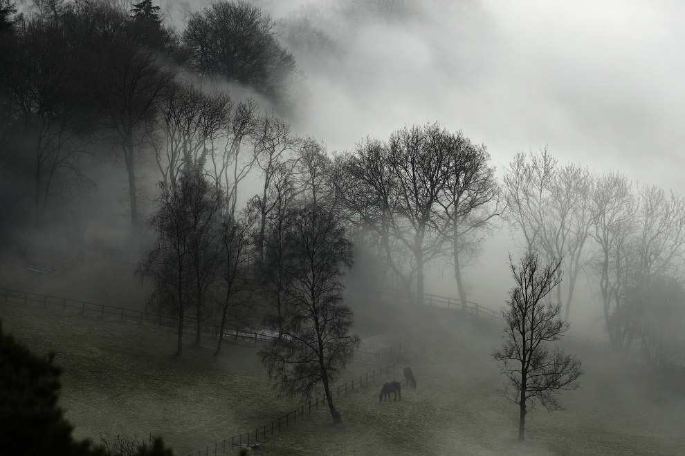 Лошади и сильный туман в графстве Суррей на юго-западе Лондон