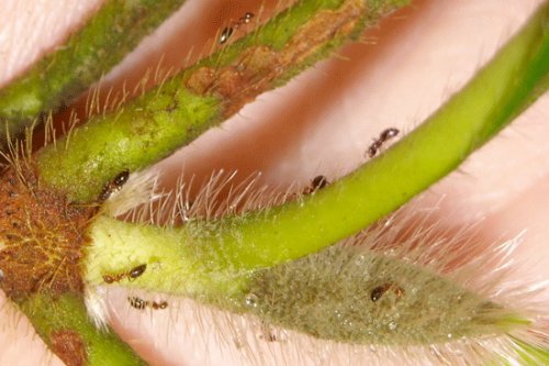 ТОП-10: Самые странные и восхитительные союзы между животными и растениями животные,насекомые,природа,растения