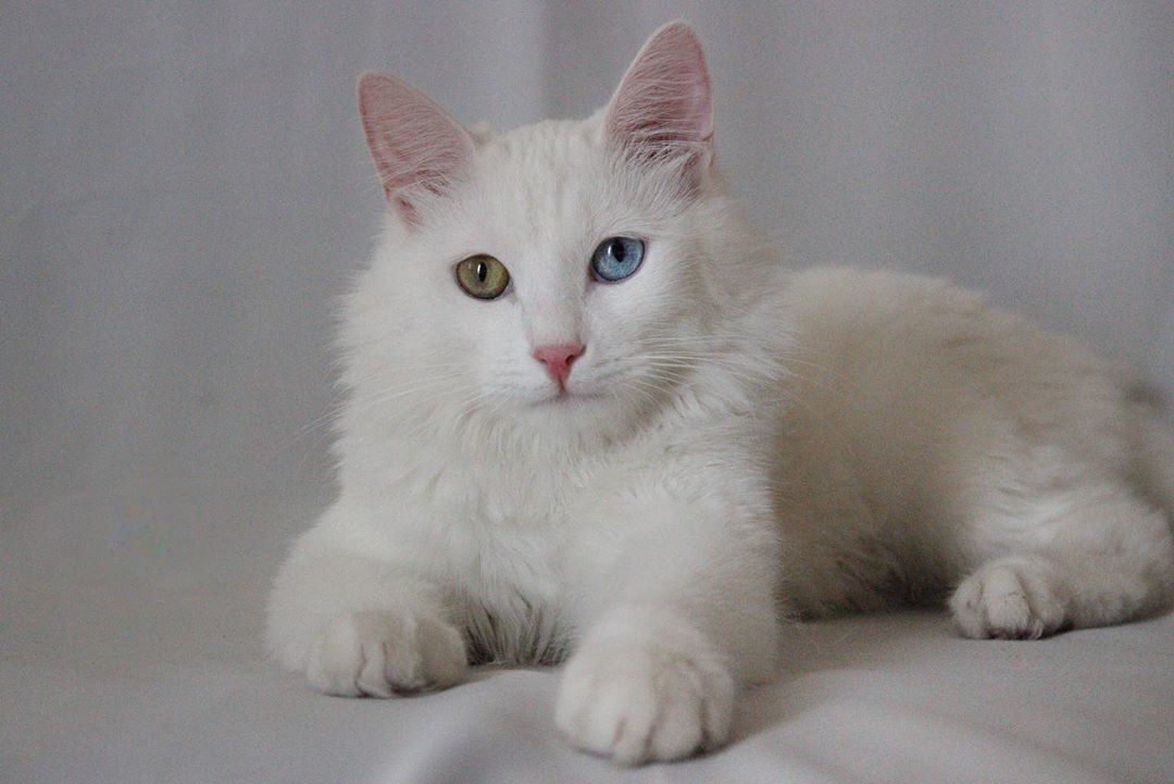 белая кошка