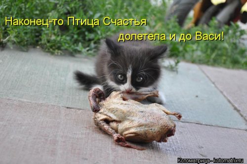 Новая котоматрица для всех (20 шт)