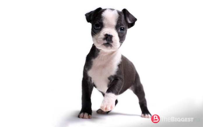 Самые маленькие породы собак: Boston Terrier