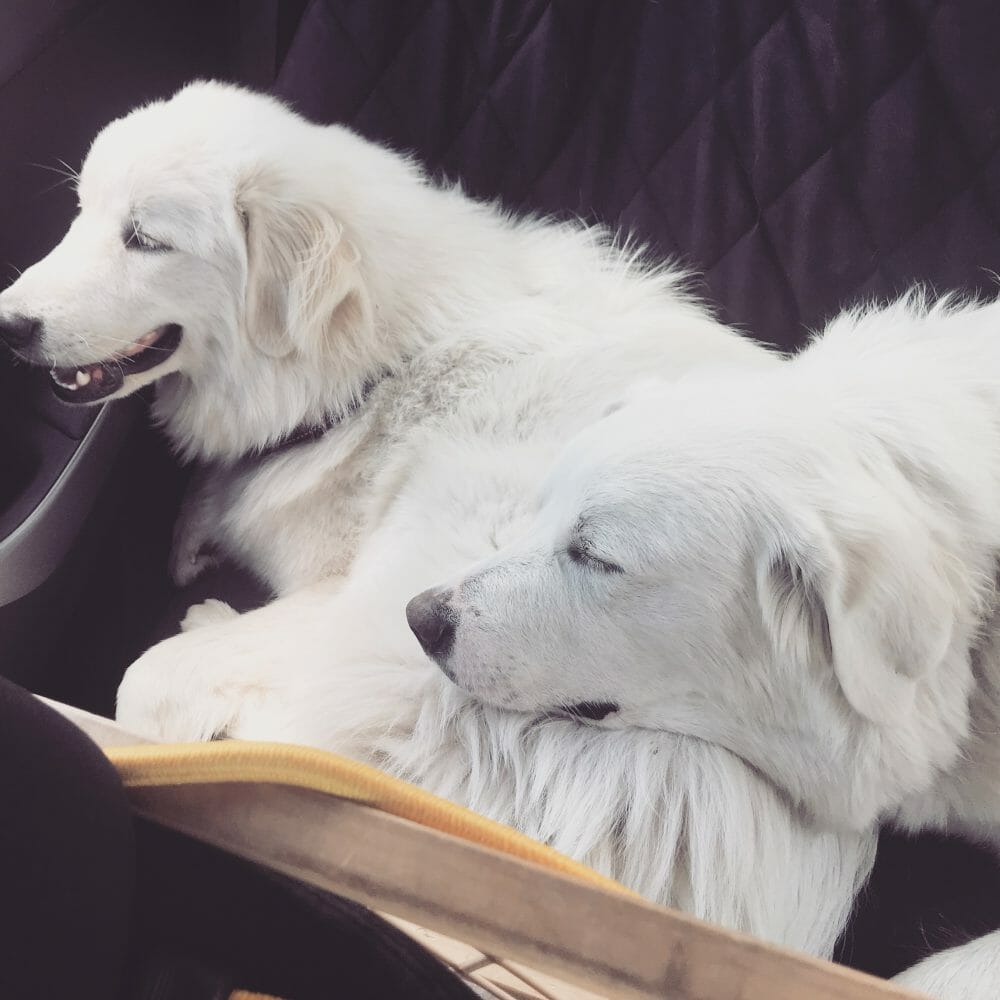Great Pyrenees snuggling during a long road trip | It's Dog or Nothing