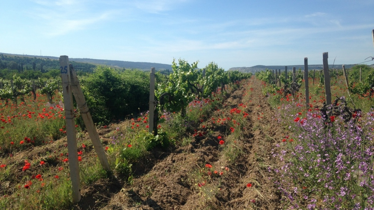 На месте древней винодельни в Крыму построят завод крымских вин
