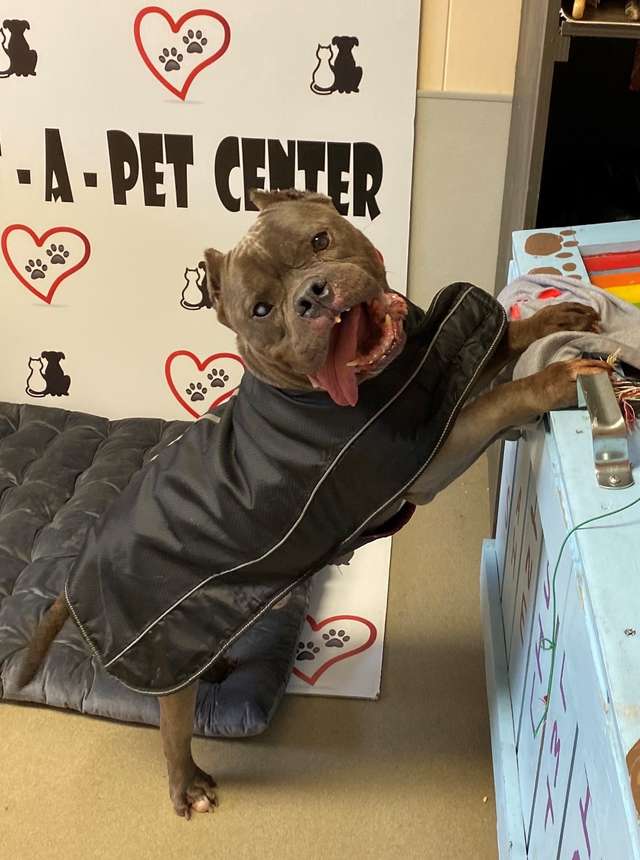 питбуль в приюте