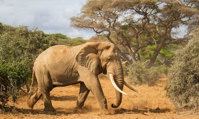 Самые большие животные в мире, Африканский слон