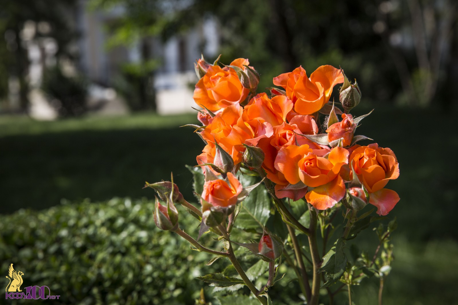 Растения роза Крыма