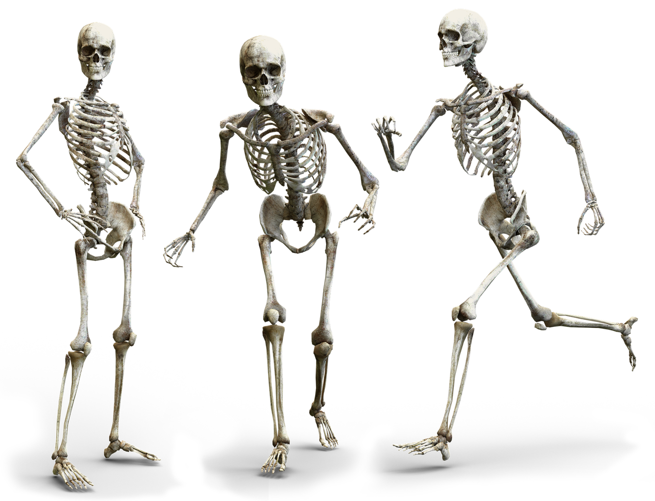 Три типа скелета. Скелет человека. Кости человека. Кости скелета человека. Скелет человека картинка.