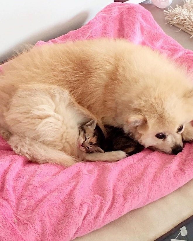 Котенок спит с обакой