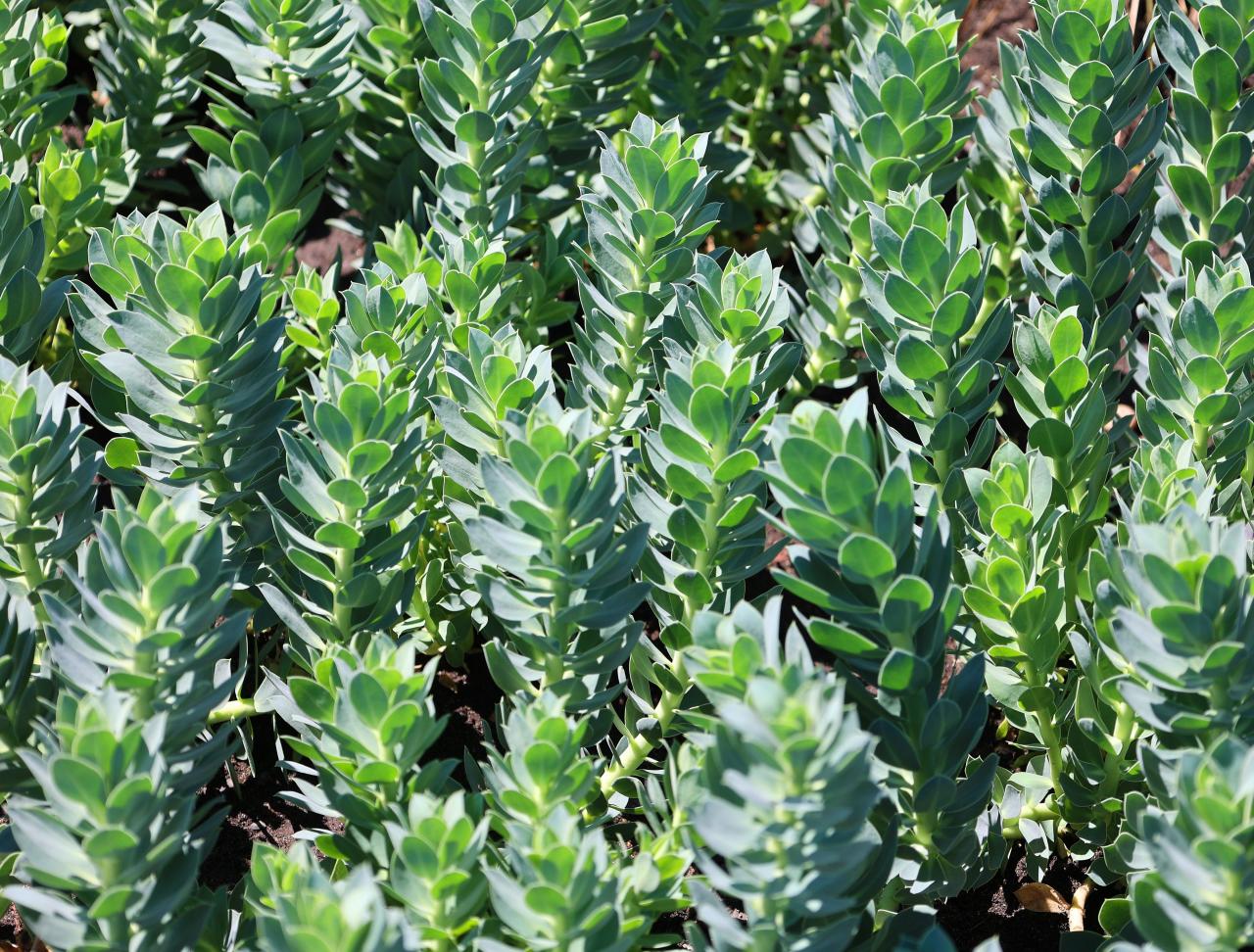 Никаких фикусов: 7 комнатных растений, полезных для иммунитета растение, ухаживать, растения, рассеянный, листья, полив, 20–25, можно, может, которые, листьями, зимой, аромат, кв мКак, формальдегид, выделяет, помогает, воздуха, кустарник, фитонциды