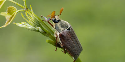 Хрущи, или майские жуки